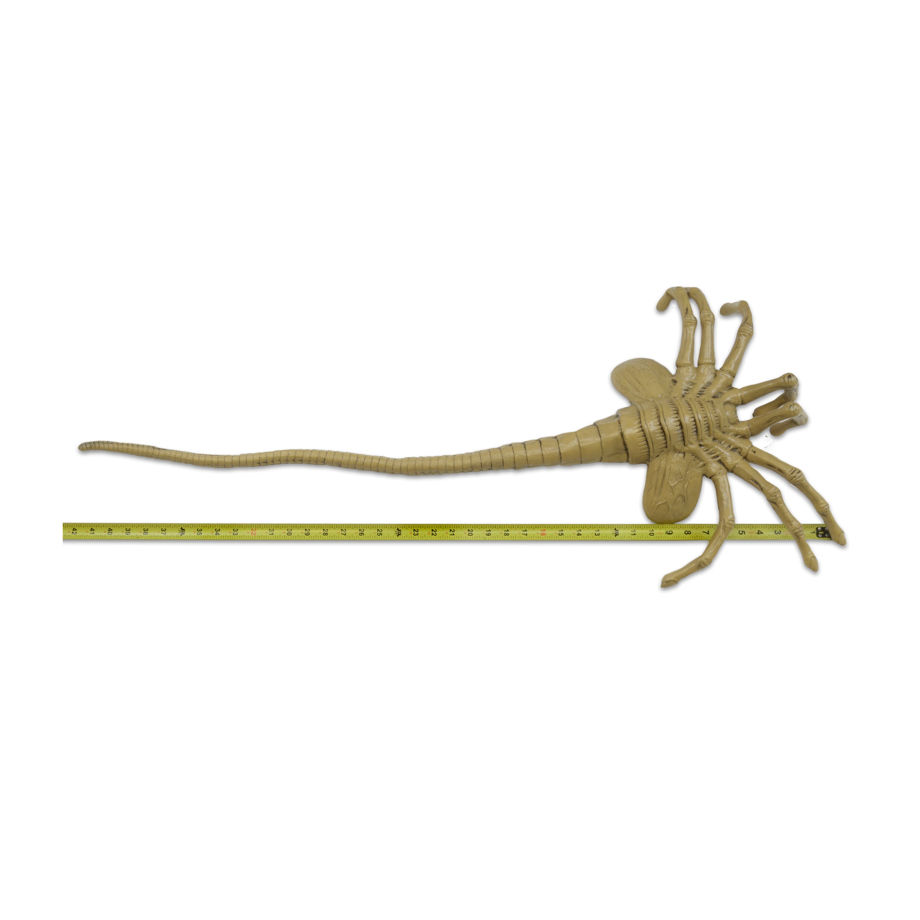 Life-size Facehugger foam replica back with tape measure showing size