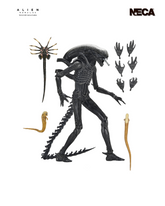 Alien: Romulus - Ultimate Xenomorph XX121 7 Alien: Romulus - Ultimate Xenomorph XX121 7