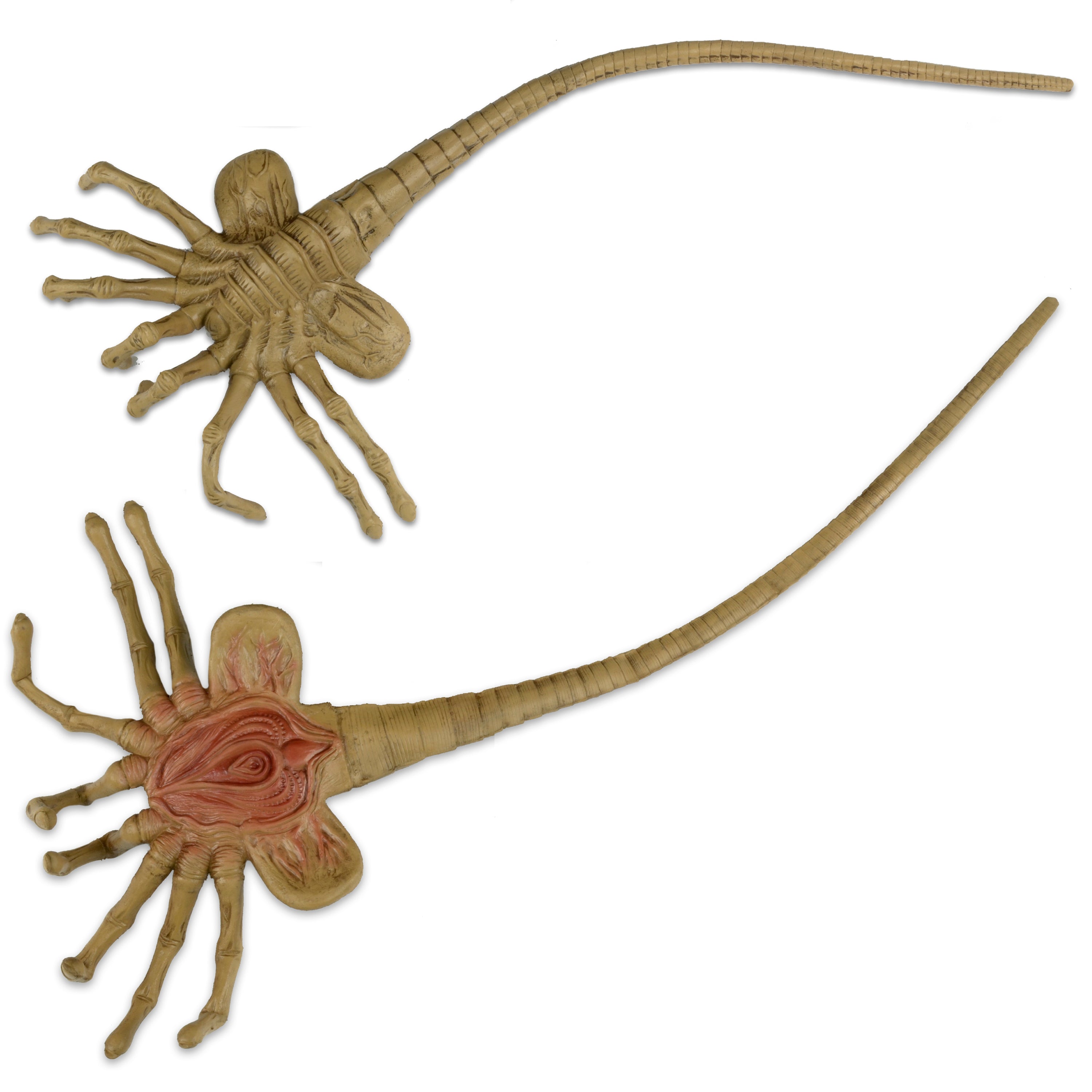 Alien - Facehugger Life-Size Foam Replica - NECA (Front and back)